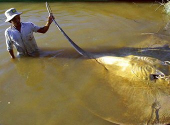 Các nước tiểu vùng sông Mekong sẽ đầu tư vào cơ sở hạ tầng sinh thái khu vực, để bảo tồn đa dạng sinh học và duy trì tính bền vững