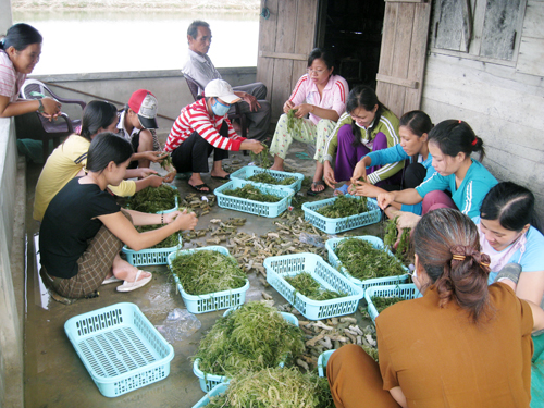 Rong nho, cây “xóa đói giảm nghèo” của ngư dân ven biển Khánh Hòa    