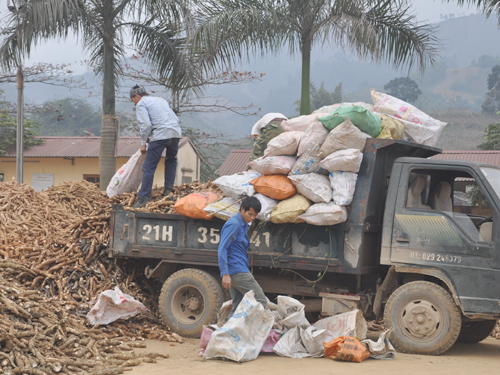 Sắn chất đống do thương lái không thu mua Ảnh: Q.Dương