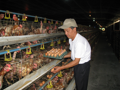 Bà con “thu hoạch” trứng