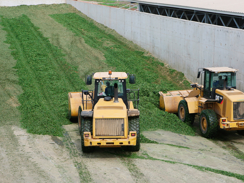 Trồng cỏ để chủ động nguồn thức ăn cho bò
