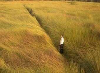 Phim Cánh đồng bất tận-tham dự giải phim truyện nhựa