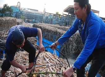 Các nhà máy đường đang phải thu mua mía nguyên liệu với giá hơn 1.000 đồng/kg.