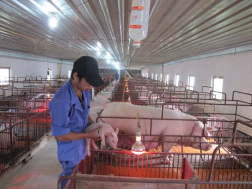 Trang trại chăn nuôi của anh Nguyễn Văn Thanh ở xã Vạn Thái, huyện Ứng Hòa.