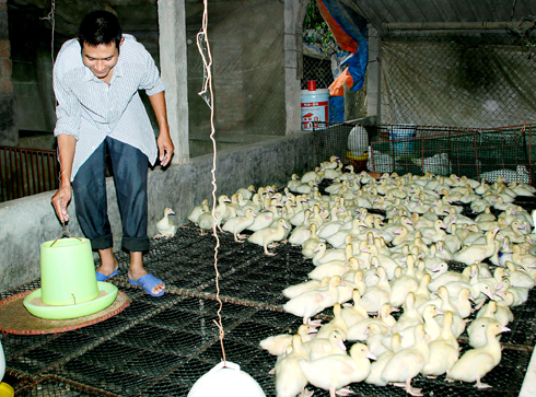 Anh Hậu hiện mở rộng mô hình nuôi ngan, gà, lợn, rắn..