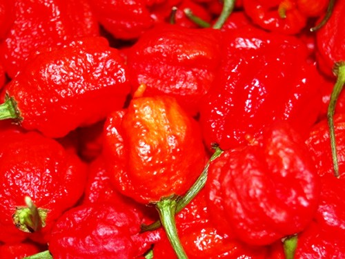 Ớt Carolina Reaper hiện là loại cay nhất trên Trái Đất. (Nguồn: theatlantic.com)