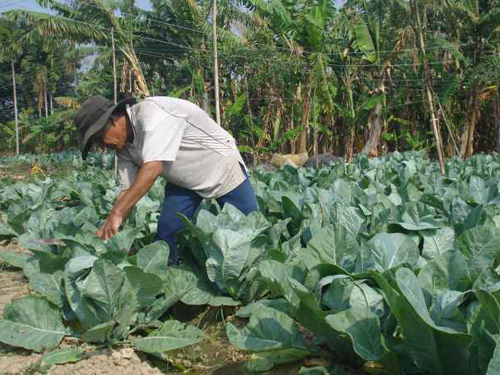 Trồng súp lơ sạch mang lại giá trị kinh tế cao