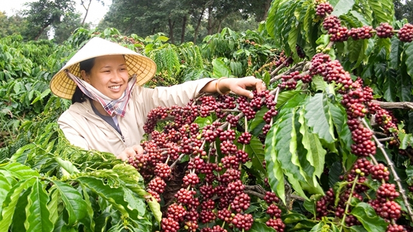 Tỉnh Sơn La hỗ trợ phát triển kinh tế cho bà con dân tộc thiểu số Tỉnh Sơn La hỗ trợ phát triển kinh tế cho bà con dân tộc thiểu số