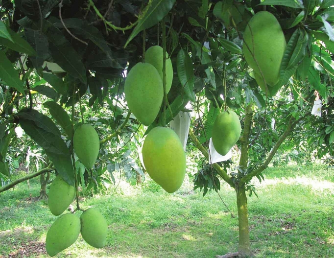 mo rong canh cua xuat khau sang thi truong thai lan cho doanh nghiep viet