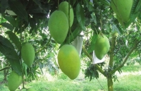 Mở rộng cánh cửa xuất khẩu sang thị trường Thái Lan cho doanh nghiệp Việt