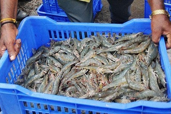 Cà Mau khẩn trương điều tra, xử lý gian lận trong thu mua tôm nguyên liệu ca mau khan truong dieu tra xu ly gian lan trong thu mua tom nguyen lieu