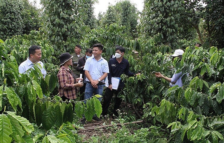 Hướng đến mô hình sản xuất cà phê bền vững Hướng đến mô hình sản xuất cà phê bền vững