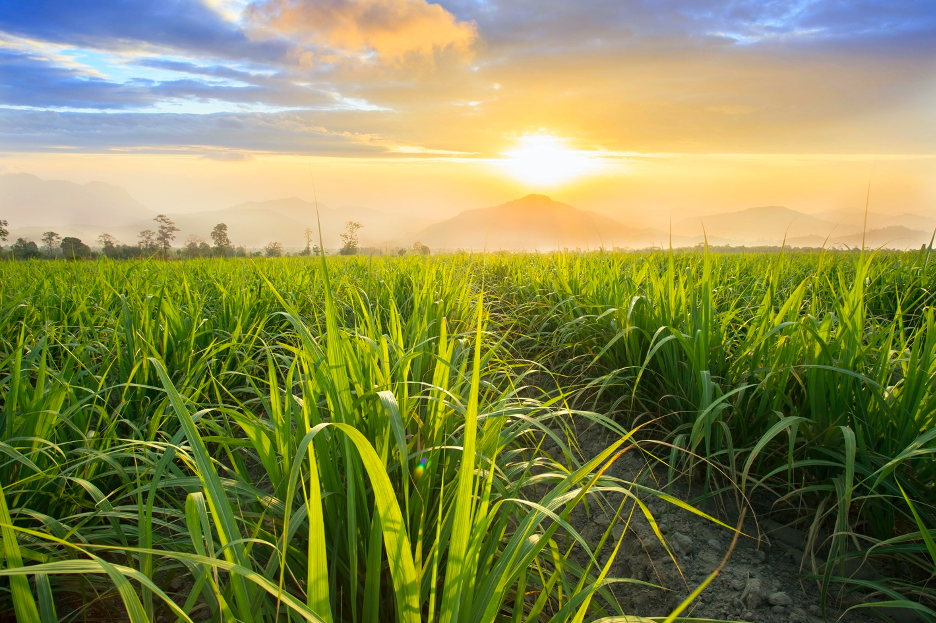Mía đường Việt áp thuế phòng vệ thương mại: Bài học nhìn từ thế giới