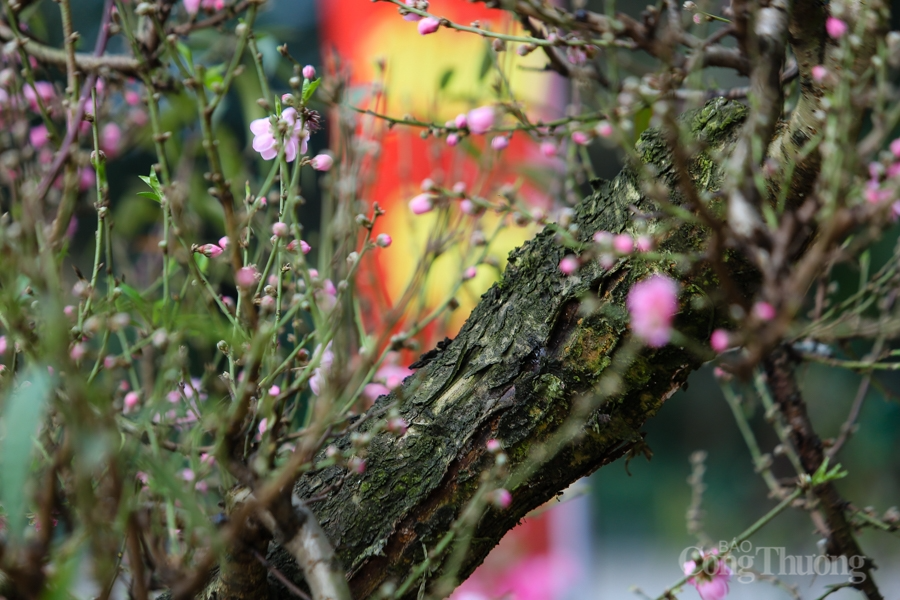 Hà Nội: Chiêm ngưỡng nhất chi mai độc lạ gần nửa tỷ xuống phố