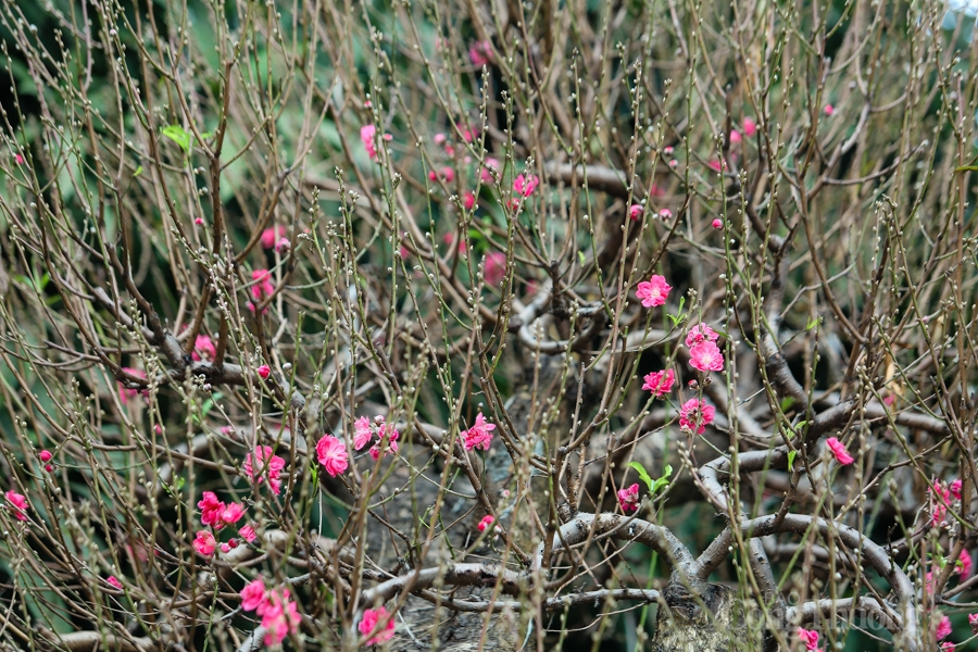 Hà Nội: Chiêm ngưỡng nhất chi mai độc lạ gần nửa tỷ xuống phố