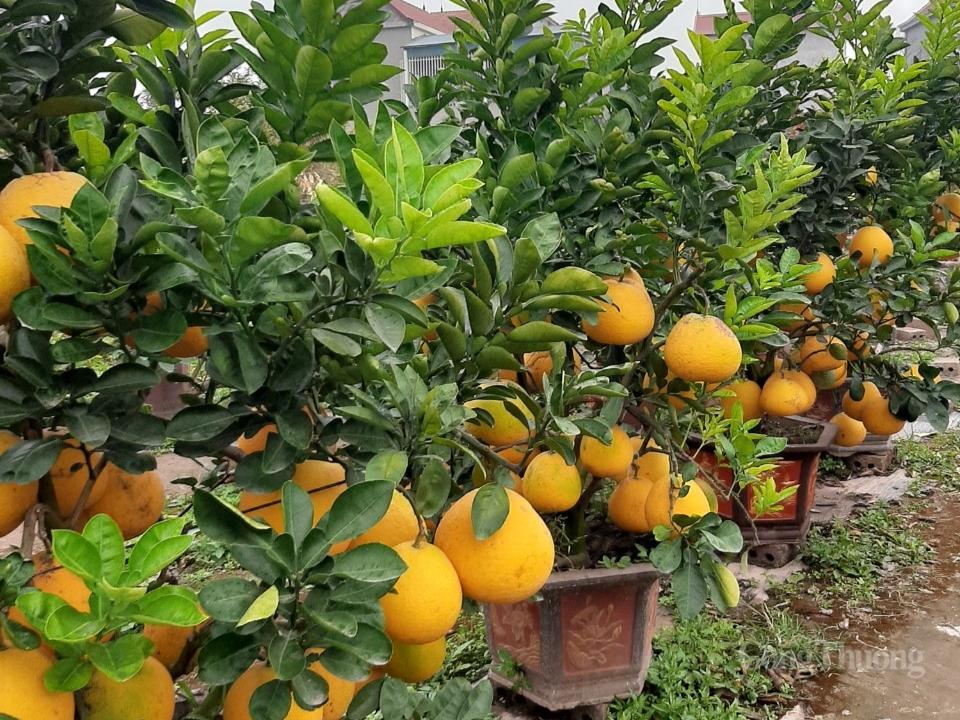 “Thủ phủ” quất Văn Giang, Hưng Yên ế ẩm, hàng nghìn gốc quất chực chờ nhổ bỏ