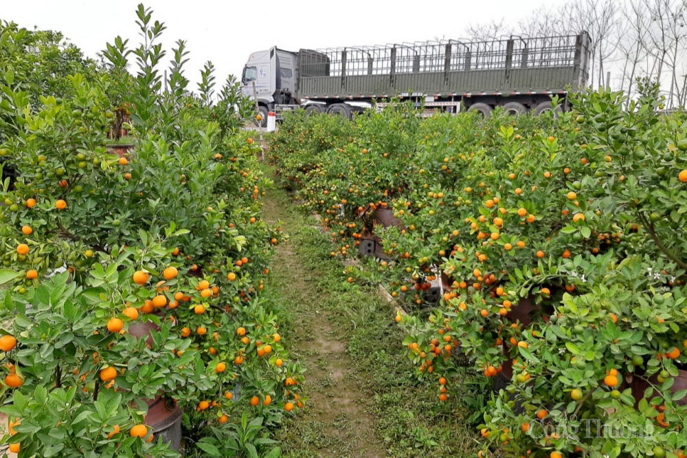 “Thủ phủ” quất Văn Giang, Hưng Yên ế ẩm, hàng nghìn gốc quất chực chờ nhổ bỏ