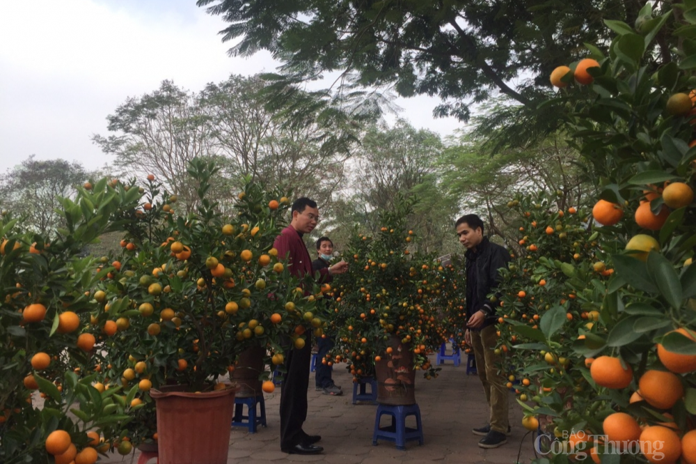 “Thủ phủ” quất Văn Giang, Hưng Yên ế ẩm, hàng nghìn gốc quất chực chờ nhổ bỏ