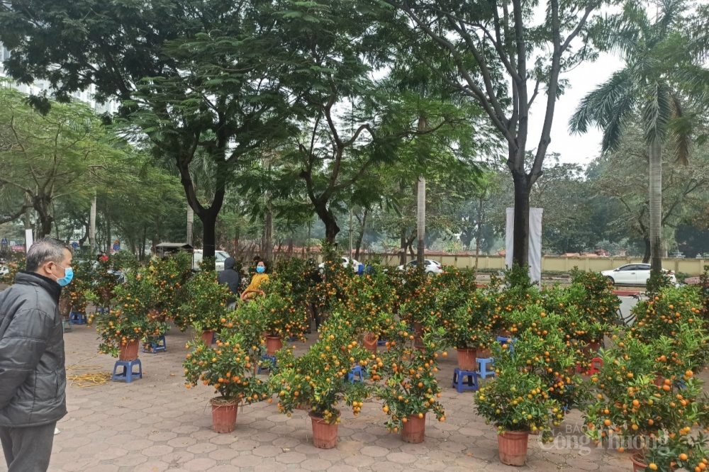 “Thủ phủ” quất Văn Giang, Hưng Yên ế ẩm, hàng nghìn gốc quất chực chờ nhổ bỏ