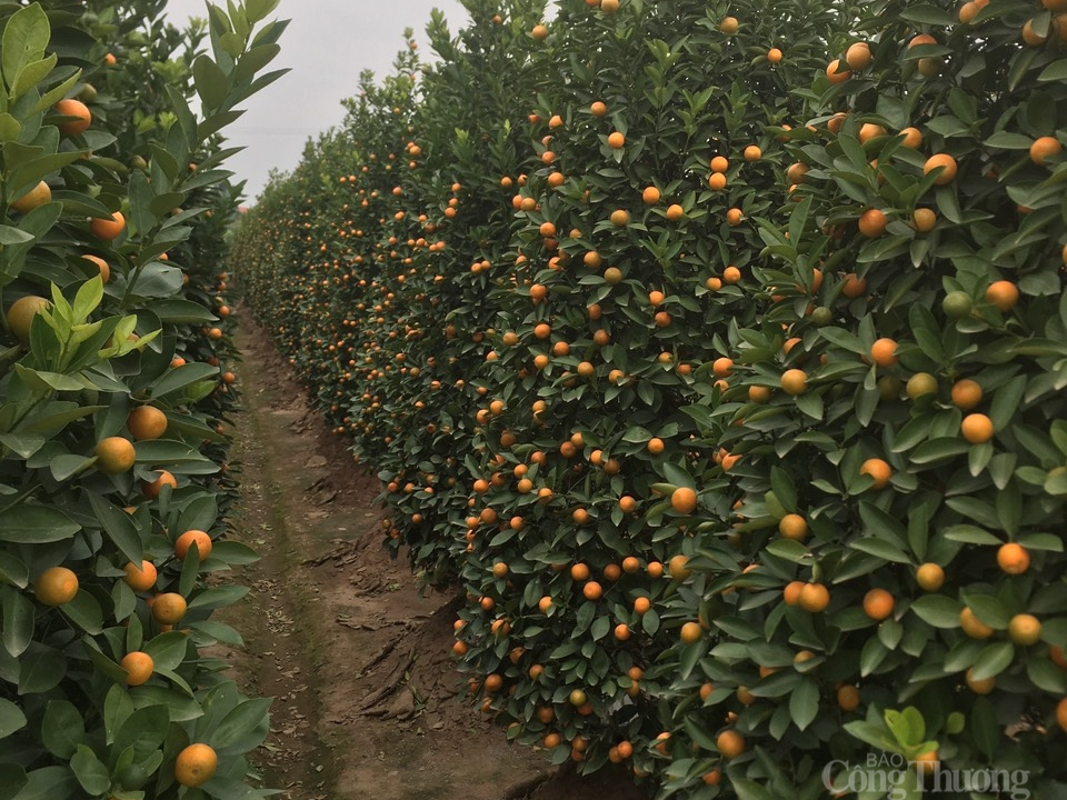 “Thủ phủ” quất Văn Giang, Hưng Yên ế ẩm, hàng nghìn gốc quất chực chờ nhổ bỏ