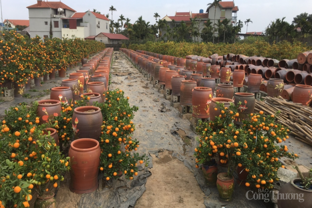 “Thủ phủ” quất Văn Giang, Hưng Yên ế ẩm, hàng nghìn gốc quất chực chờ nhổ bỏ