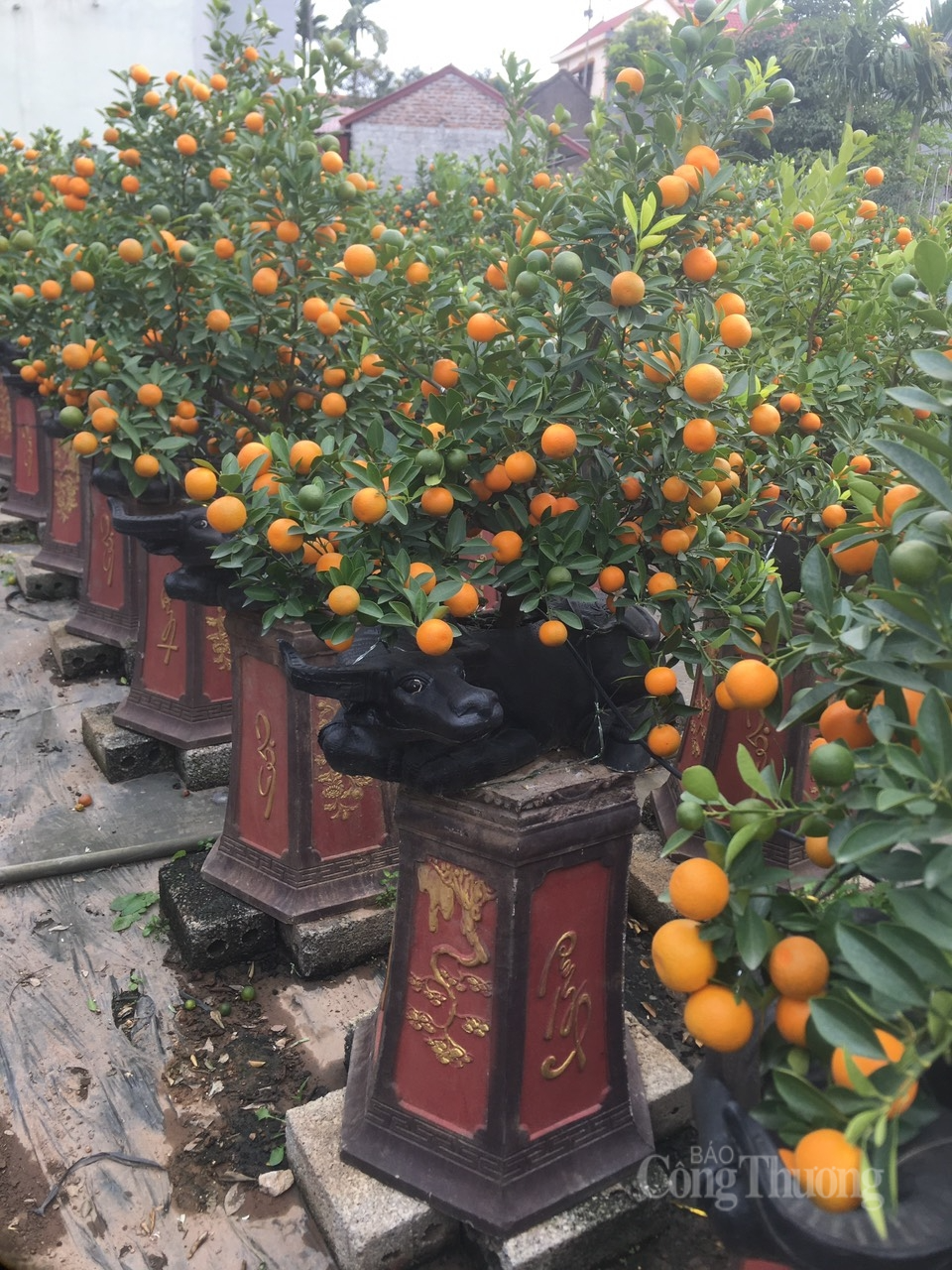 “Thủ phủ” quất Văn Giang, Hưng Yên ế ẩm, hàng nghìn gốc quất chực chờ nhổ bỏ