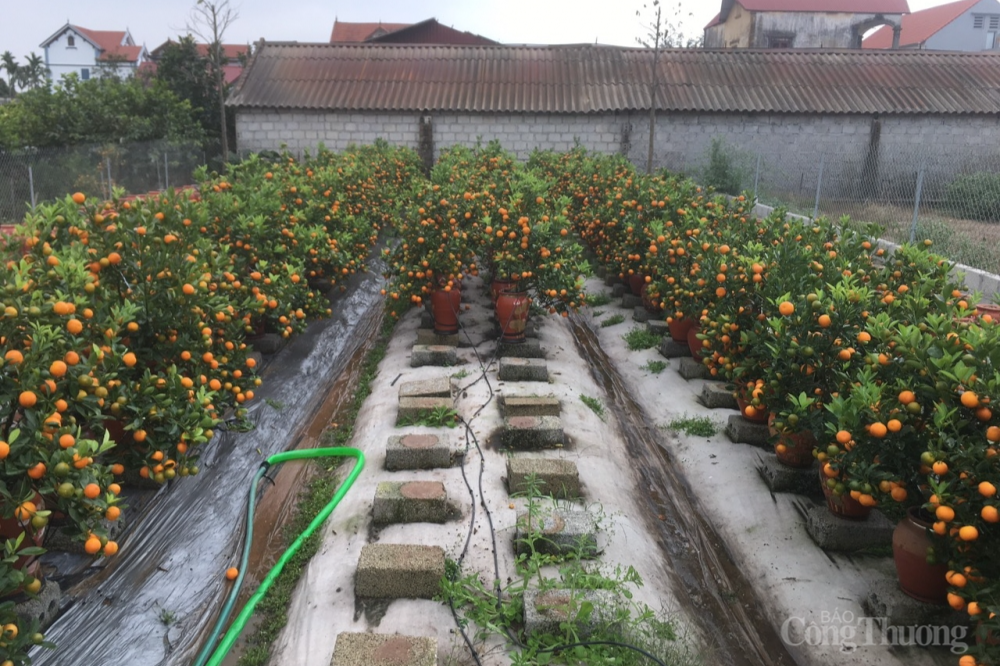 “Thủ phủ” quất Văn Giang, Hưng Yên ế ẩm, hàng nghìn gốc quất chực chờ nhổ bỏ