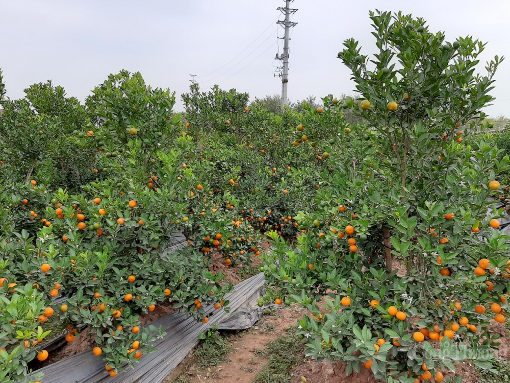 “Thủ phủ” quất Văn Giang, Hưng Yên ế ẩm, hàng nghìn gốc quất chực chờ nhổ bỏ