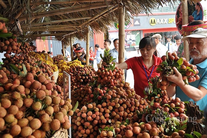 Sẵn sàng các phương án để xúc tiến tiêu thụ vải thiều năm 2020 san sang cac phuong an de xuc tien tieu thu vai thieu nam 2020