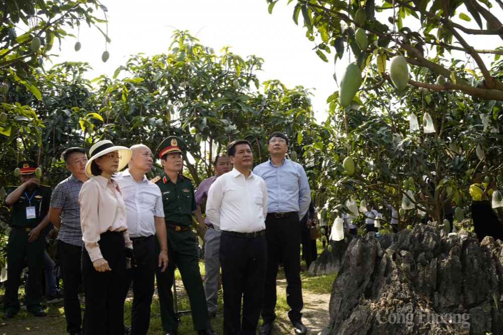 Thủ tướng Chính phủ: Biến không thể thành có thể từ tư duy "Đưa cây ăn quả lên sườn dốc"