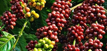 Giá cà phê hôm nay 30/3: Giảm nhẹ, cà phê Robusta mất mốc 1.400 USD/tấn