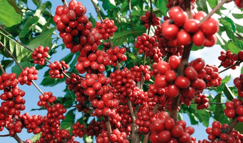 1048-gia-ca-phe-hom-nay-23-7