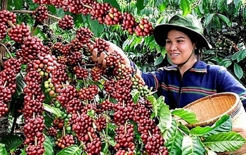 Giá cà phê hôm nay 22/7: Đảo chiều tăng sốc, lập kỷ lục đỉnh mới