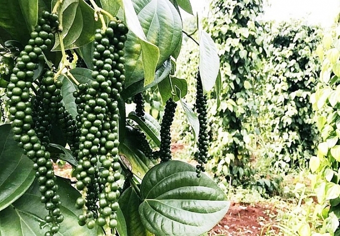 2938 gia hoi tieu hom nay 22 7