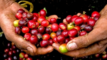 Giá cà phê hôm nay 11/8: Giảm nhẹ 100 đồng/kg