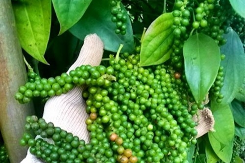 Giá tiêu hôm nay 31/8: Tăng nhẹ ở một số nơi