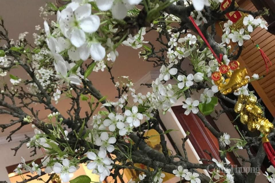 Lê rừng xuống phố, người dân Hà Nội thích thú đón Tết sớm Lê rừng xuống phố, người dân Hà Nội thích thú đón Tết sớm