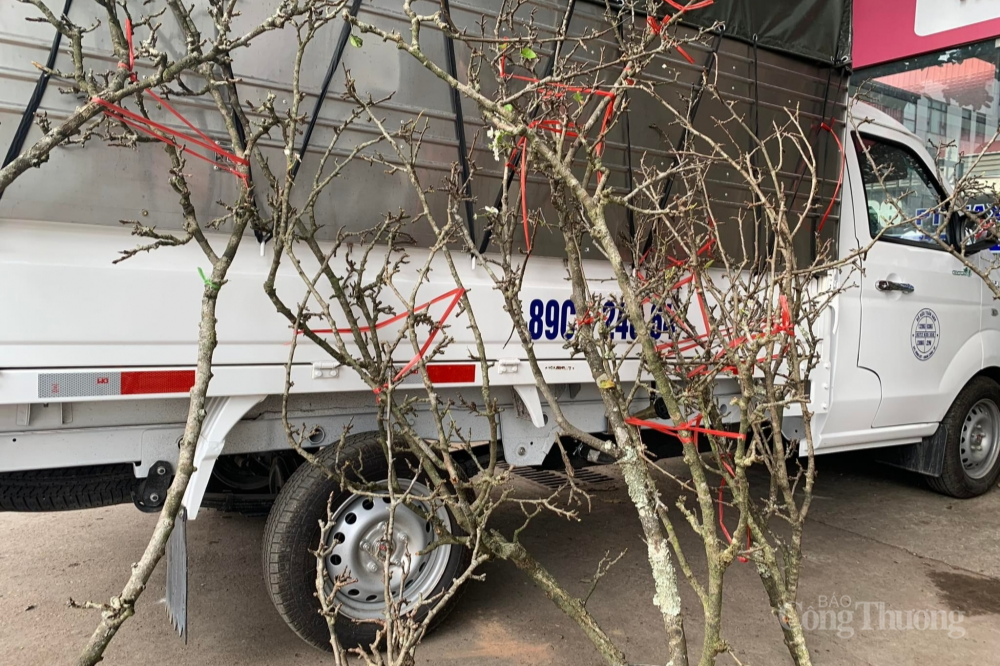 Lê rừng xuống phố, người dân Hà Nội thích thú đón Tết sớm Lê rừng xuống phố, người dân Hà Nội thích thú đón Tết sớm