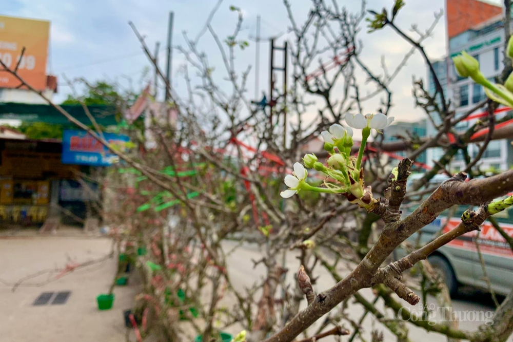 Lê rừng xuống phố, người dân Hà Nội thích thú đón Tết sớm Lê rừng xuống phố, người dân Hà Nội thích thú đón Tết sớm