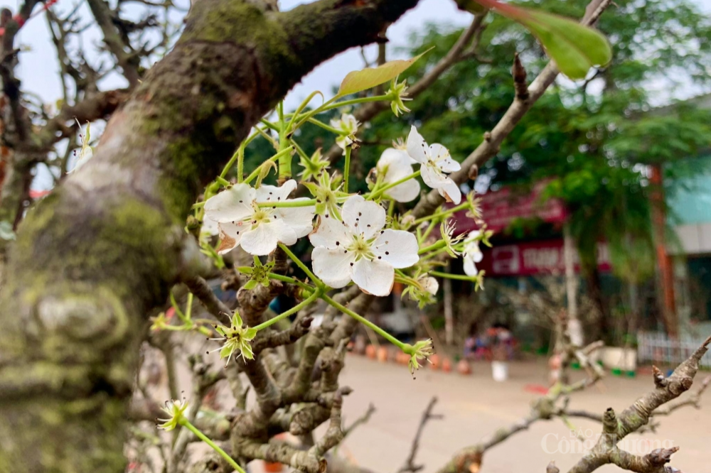 Lê rừng xuống phố, người dân Hà Nội thích thú đón Tết sớm Lê rừng xuống phố, người dân Hà Nội thích thú đón Tết sớm