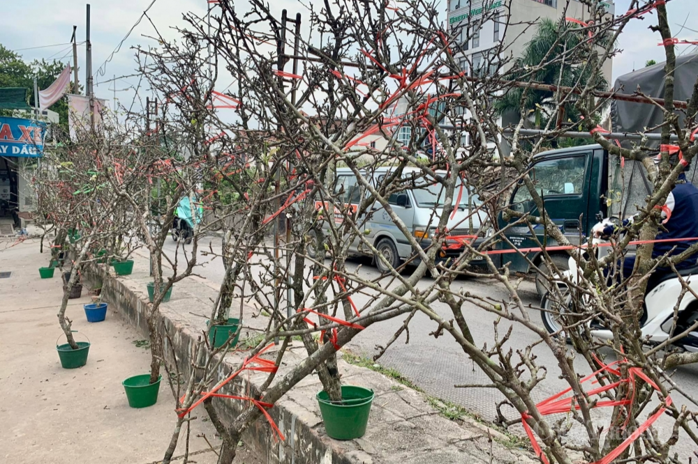 Lê rừng xuống phố, người dân Hà Nội thích thú đón Tết sớm Lê rừng xuống phố, người dân Hà Nội thích thú đón Tết sớm