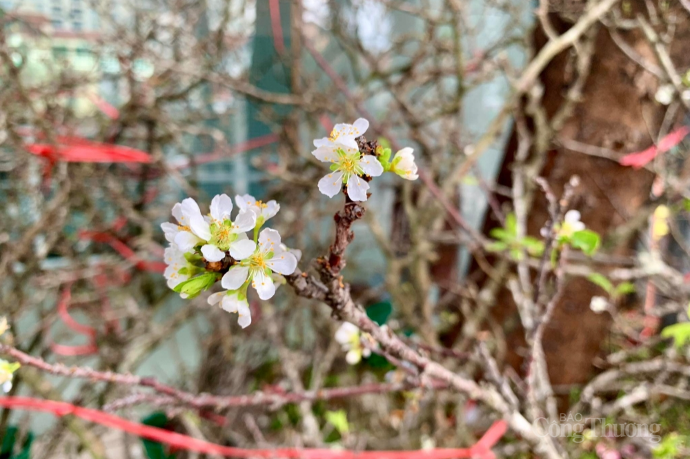 Lê rừng xuống phố, người dân Hà Nội thích thú đón Tết sớm Lê rừng xuống phố, người dân Hà Nội thích thú đón Tết sớm