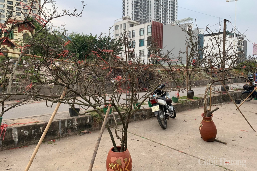 Lê rừng xuống phố, người dân Hà Nội thích thú đón Tết sớm Lê rừng xuống phố, người dân Hà Nội thích thú đón Tết sớm