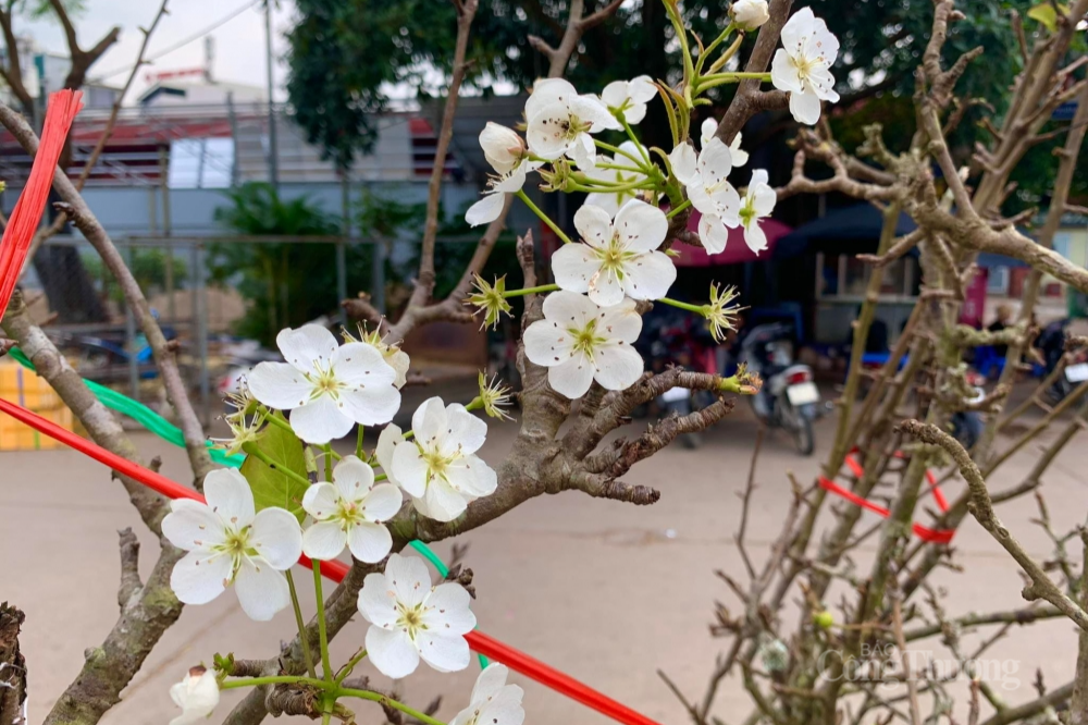 Lê rừng xuống phố, người dân Hà Nội thích thú đón Tết sớm Lê rừng xuống phố, người dân Hà Nội thích thú đón Tết sớm