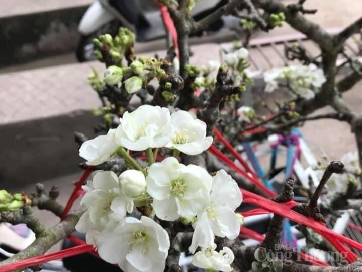 Lê rừng xuống phố, người dân Hà Nội thích thú đón Tết sớm Lê rừng xuống phố, người dân Hà Nội thích thú đón Tết sớm