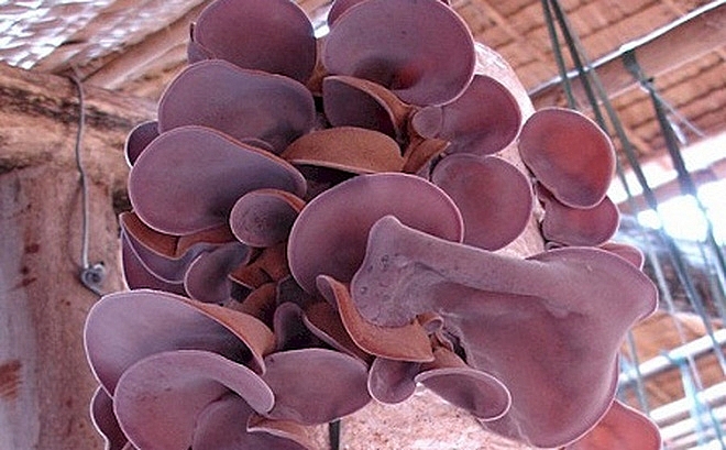 thuo c ha huye t a p tu thuc pham thien nhien