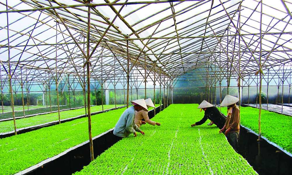Hanoi urges investment in city’s farming to meet food demand hanoi urges investment in citys farming to meet food demand