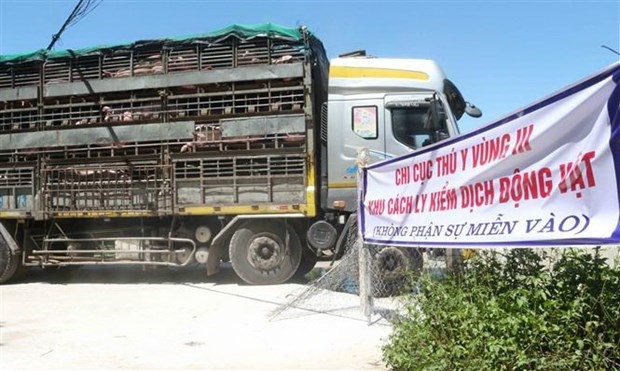 First 500 live pigs imported from Thailand arrive