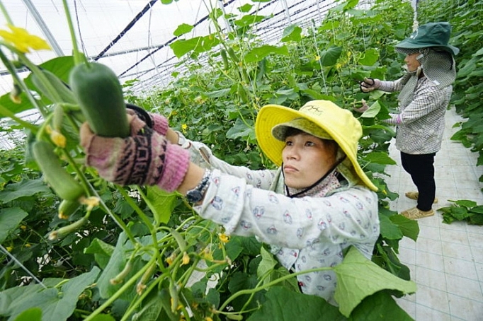 ha noi phat trien chuoi nong san an toan doanh nghiep va nguoi san xuat cung loi