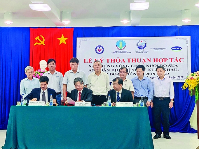 Xây dựng vùng chăn nuôi bò sữa an toàn dịch bệnh: Tiền đề mở rộng thị trường xuất khẩu xay dung vung chan nuoi bo sua an toan dich benh tien de mo rong thi truong xuat khau